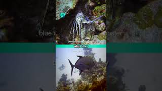 Why I Dive 36 Scuba Shorts Diving BLUE caribbean spiny lobster sting ray black jack travali [upl. by Ennasirk183]