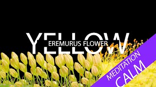 Blooming Yellow Eremurus Flower  Time lapse [upl. by Aitetel]