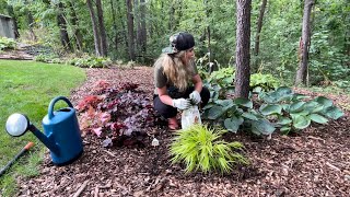 Planting Midnight Reiter Geranium Blood Grass Kent Beauty Oregano amp Hakonechloa All Gold Grass [upl. by Celia489]