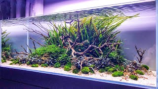 Watch this Aquascape get DESTROYED [upl. by Mollie48]