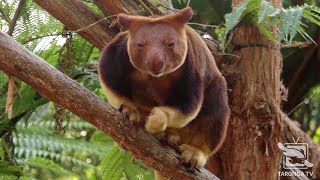 Tree Kangaroo Keeper Talk at Taronga Zoo Sydney [upl. by Kiona]