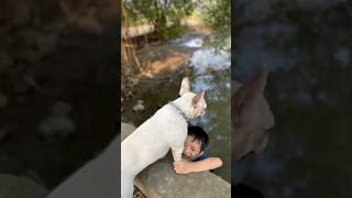 The dog saved the baby who fell into the river where crocodiles eat meat pet dog lovedog [upl. by Carman387]