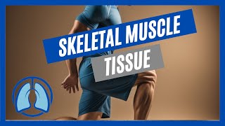 Overview of Skeletal Muscle Tissue [upl. by Retepnhoj]