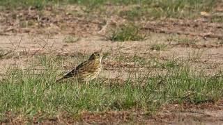 Redthroated Pipit Pispola golarossa Anthus cervinus first winter [upl. by Dnomra609]