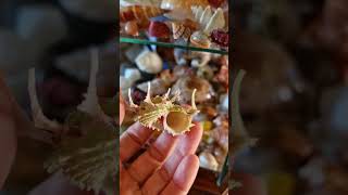 Amazing Angaria Sphaerula 🤩shells decoration collection collectible special unique [upl. by Balac]