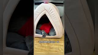 I bought a closed bed for my cat 🐱 cat cats kitten kitty pets [upl. by Idnod]