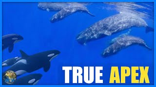 Do Sperm Whales Fight Orca [upl. by Natanoj]