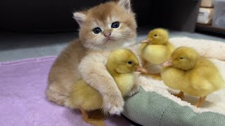 I was very touchedThe kitten hugged the duckling and became good friendscutest animal in the world [upl. by Livvyy504]