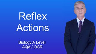 A Level Biology Revision Year 13 quotReflex Actionsquot [upl. by Harlie]