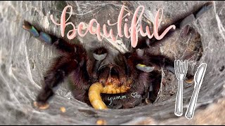 FEEDING my BEAUTIFUL TARANTULAS [upl. by Faustus]