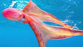 Once in a lifetime rare blanket octopus spotted in Australia [upl. by Ahsok679]