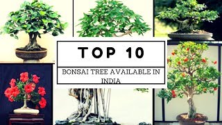 Bonsai trees easily available in India part २। [upl. by Hedgcock]