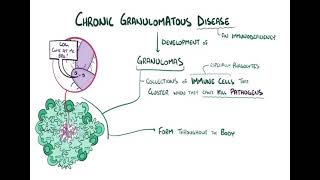 Chronic granulomatous diseases شرح بالعربي [upl. by Ellennoj]