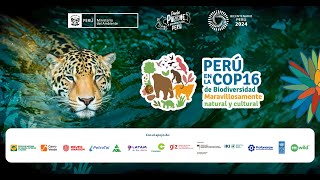 Perú en la COP16  Restauración de ecosistemas [upl. by Einahteb]