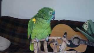 Blue fronted amazon parrot  Wheeler talking [upl. by Elka]