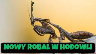 Nowy robal w hodowli – Modliszka Duch 🦗 – Przygotowujemy Terrarium [upl. by Lara]