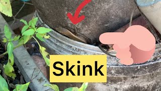 animal skink skinkraftreview skinkeren skinkof skinkontest skinks [upl. by Jaylene]