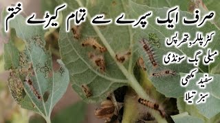 How to control pest attack in plantpaudhon ko kiron se kaise bachayenpaudhon k liye kery mar spray [upl. by Olmstead511]