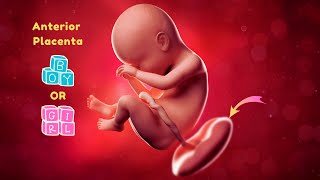 Can Placenta Position Predict Your Babys Gender [upl. by Hazeefah929]