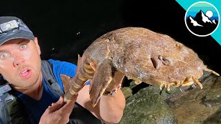 Wobbegong Shark Found in Tide Pool [upl. by Narhet555]