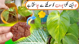 🔴Best Organic Fertilizer For Your Plants  So Many Flowers And Vegetables With 100 Success [upl. by Navar451]