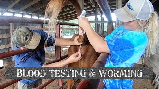 How to tell if your cows are pregnantbred by blood testing amp Worming Cattle [upl. by Nivled]