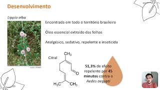 Lippia alba no controle do Aedes aegypti [upl. by Haskel]