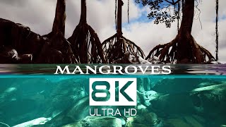 MANGROVE HABITATS 8K Nature Documentary  Cine Animals [upl. by Violetta]