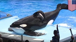 Hidup Tilikum sang Paus Orca yang menyedihkan di SeaWorld  Tomonews [upl. by Anovad]