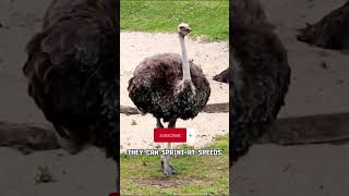 Ostrich Speed  Top 10 Fastest Land Animals [upl. by Allene344]