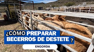 ¿Cómo preparar BECERROS DE DESTETE para engordadesarrollo  RancheandoAndo [upl. by Phira]