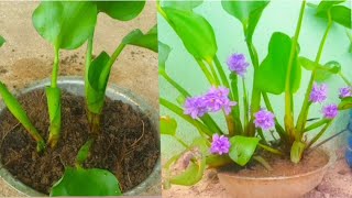 Grow Water Hyacinth at Home [upl. by Esra]