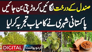 Sandal Tree Farming In Pakistan  Sandal Ke Plant Lagaye Aur Crorepati Ban Jaye [upl. by Enitsyrhc]