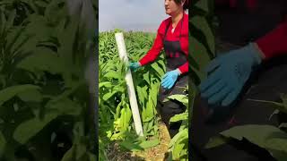 Ivy mosses leaf clearing process Good tools and machinery can increase work efficiency [upl. by Acceber484]