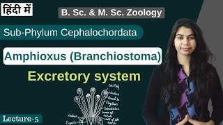 Amphioxus Branchiostoma  Excretory system  In Hindi  B Sc amp M Sc  Zoology [upl. by Suoirrad81]