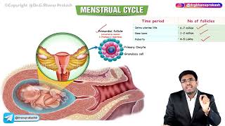 Menstrual Cycle  Part  1  Obstetrics and Gynecology Lectures [upl. by Sapphira]