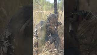 Gurkhas endure harsh Australian outback heat marines gurkhas [upl. by Motteo]