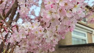 Flowering trees amp plants of early spring Japanese quinceAubrietacherryblossom camelia magnolia [upl. by Cassilda]