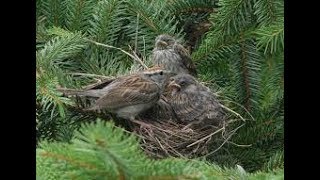 صوت دوري المنازل الكحالي صافي 100 Voice song call house sparrow [upl. by Willin907]