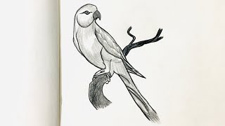 How to draw Parrot bird  Parrot drawing [upl. by Yeldahc425]