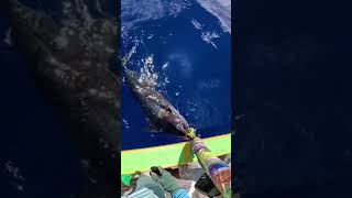 Traine au Marlin a Tahiti viral fishing 4k [upl. by Hwu]