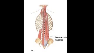 Lumbo sacral erector exercise [upl. by Mott204]