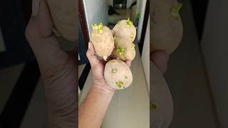 Potato in CoCo peat 😍 indianfarmer terrecegarden gardeningtips phoolpatte gardenplants shorts [upl. by Burn]