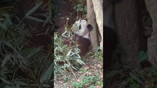 Panda time is always fun time panda chengdu china [upl. by Katerina]