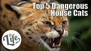 Top 5 Dangerous House Cats with Wild Heritages [upl. by Rochell139]