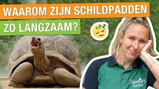 ZO ZWAAR ZIJN SCHILDPADDEN 😱  ZIJN SCHILDPADDEN SLIM 🐢  Carlijns Dierenvraag 61 [upl. by Enimrac]