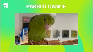 Parrotlet neck wiggle of joyParrot danceDancing parrotHappy parrotВоробьиный попугай танцует [upl. by Soracco]