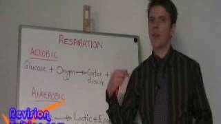 GCSE science  Aerobic respiration anaerobic respiration amp blood wwwrevisiontuitioncom [upl. by Mayap]