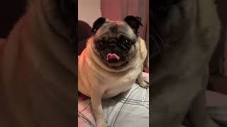 Mabletheangel messing round d frog face pug eminems funnyanimal puglife gregarious giggles [upl. by Neelloc638]