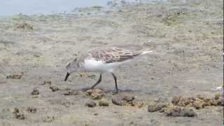 Rednecked Stint Calidris ruficollis [upl. by Eecak]